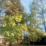 thumbnail_1000062974.jpg