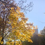 thumbnail_1000062978.jpg
